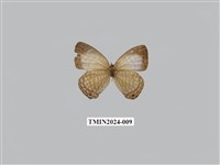 藏品(淡清雅波灰蝶)的圖片